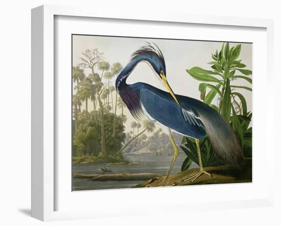 Louisiana Heron from "Birds of America"-John James Audubon-Framed Giclee Print