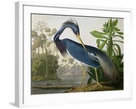 Louisiana Heron from "Birds of America"-John James Audubon-Framed Giclee Print