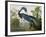 Louisiana Heron from "Birds of America"-John James Audubon-Framed Giclee Print