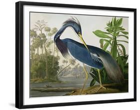 Louisiana Heron from "Birds of America"-John James Audubon-Framed Giclee Print