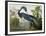 Louisiana Heron from "Birds of America"-John James Audubon-Framed Giclee Print