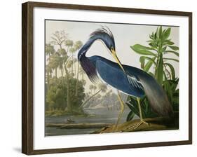 Louisiana Heron from "Birds of America"-John James Audubon-Framed Giclee Print