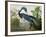 Louisiana Heron from "Birds of America"-John James Audubon-Framed Giclee Print