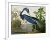 Louisiana Heron from "Birds of America"-John James Audubon-Framed Giclee Print