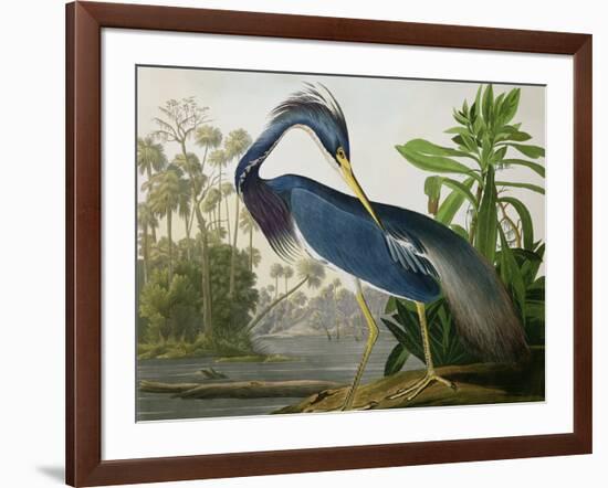 Louisiana Heron from "Birds of America"-John James Audubon-Framed Giclee Print