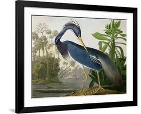 Louisiana Heron from "Birds of America"-John James Audubon-Framed Giclee Print