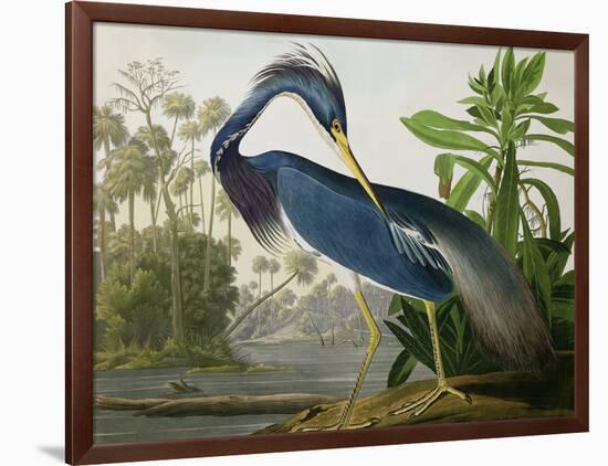 Louisiana Heron from "Birds of America"-John James Audubon-Framed Giclee Print