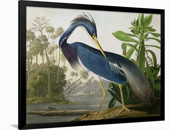 Louisiana Heron from "Birds of America"-John James Audubon-Framed Giclee Print