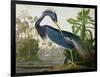 Louisiana Heron from "Birds of America"-John James Audubon-Framed Giclee Print