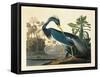 Louisiana Heron Plate 217-Porter Design-Framed Stretched Canvas