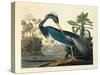 Louisiana Heron Plate 217-Porter Design-Stretched Canvas