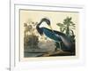 Louisiana Heron Plate 217-Porter Design-Framed Giclee Print