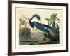 Louisiana Heron Plate 217-Porter Design-Framed Giclee Print