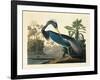 Louisiana Heron Plate 217-Porter Design-Framed Giclee Print