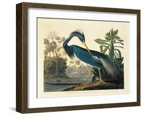 Louisiana Heron Plate 217-Porter Design-Framed Premium Giclee Print