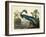 Louisiana Heron Plate 217-Porter Design-Framed Premium Giclee Print