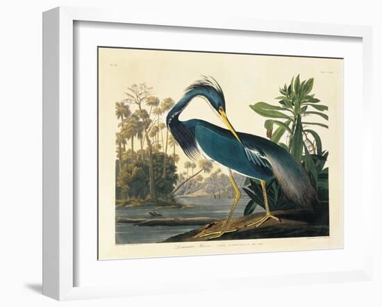 Louisiana Heron Plate 217-Porter Design-Framed Premium Giclee Print