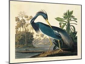 Louisiana Heron Plate 217-Porter Design-Mounted Premium Giclee Print
