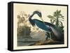 Louisiana Heron Plate 217-Porter Design-Framed Stretched Canvas