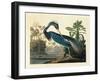 Louisiana Heron Plate 217-Porter Design-Framed Giclee Print