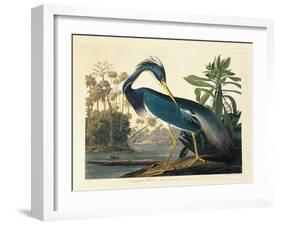 Louisiana Heron Plate 217-Porter Design-Framed Giclee Print