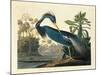 Louisiana Heron Plate 217-Porter Design-Mounted Giclee Print