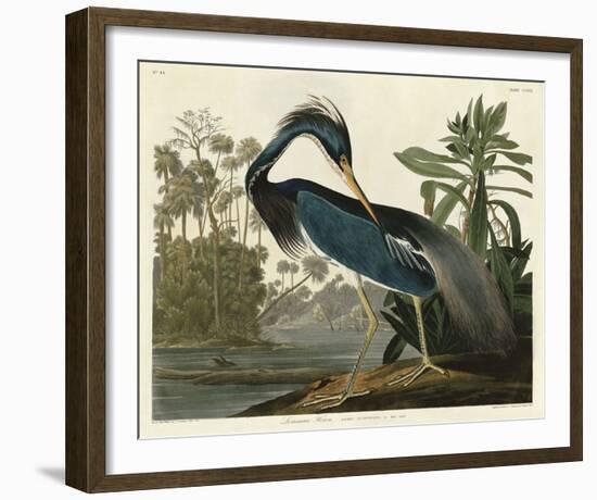 Louisiana Heron-John James Audubon-Framed Art Print