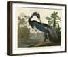 Louisiana Heron-John James Audubon-Framed Art Print