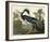 Louisiana Heron-John James Audubon-Framed Art Print