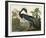 Louisiana Heron-John James Audubon-Framed Art Print