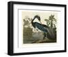 Louisiana Heron-John James Audubon-Framed Art Print