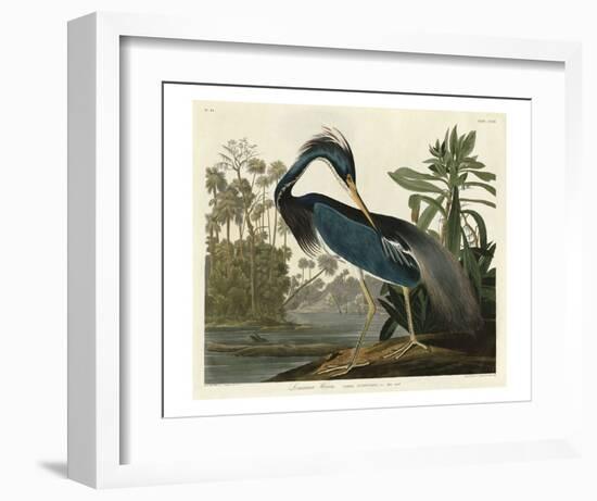 Louisiana Heron-John James Audubon-Framed Art Print