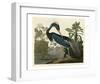 Louisiana Heron-John James Audubon-Framed Art Print