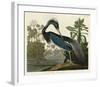 Louisiana Heron-John James Audubon-Framed Art Print