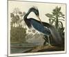 Louisiana Heron-John James Audubon-Mounted Art Print
