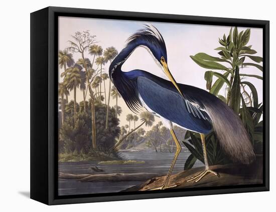 Louisiana Heron-John James Audubon-Framed Stretched Canvas