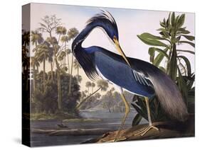 Louisiana Heron-John James Audubon-Stretched Canvas