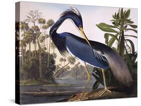 Louisiana Heron-John James Audubon-Stretched Canvas