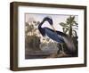 Louisiana Heron-John James Audubon-Framed Premium Giclee Print