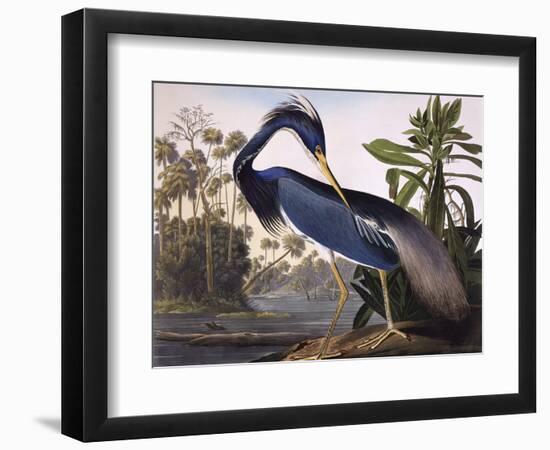 Louisiana Heron-John James Audubon-Framed Premium Giclee Print