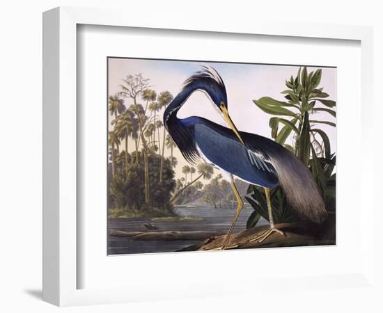 Louisiana Heron-John James Audubon-Framed Premium Giclee Print