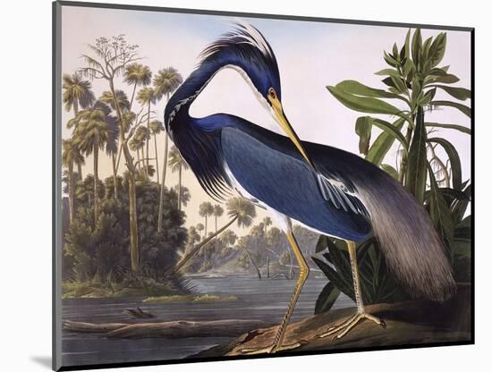 Louisiana Heron-John James Audubon-Mounted Premium Giclee Print