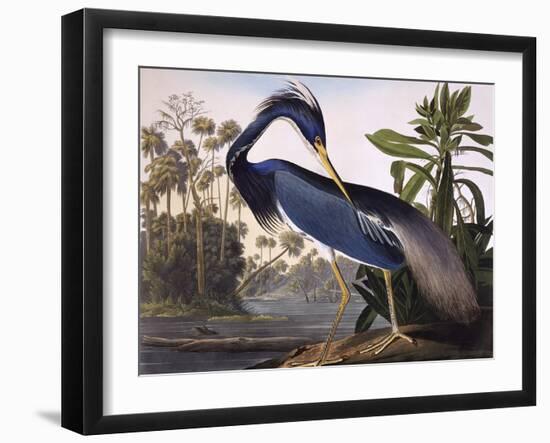 Louisiana Heron-John James Audubon-Framed Giclee Print