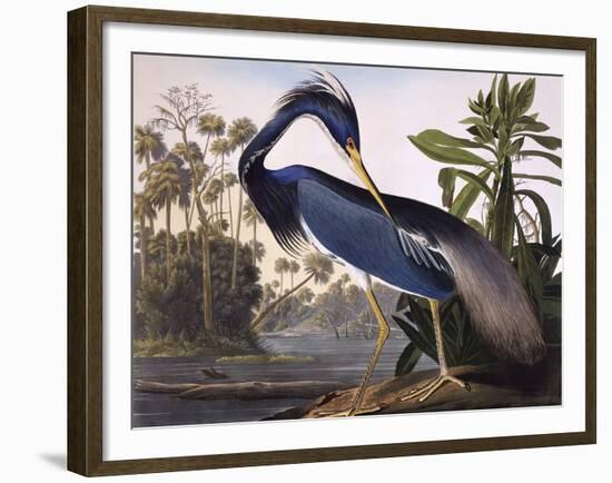 Louisiana Heron-John James Audubon-Framed Giclee Print