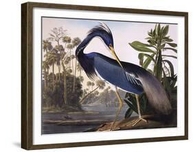 Louisiana Heron-John James Audubon-Framed Giclee Print