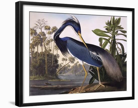 Louisiana Heron-John James Audubon-Framed Giclee Print