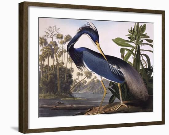 Louisiana Heron-John James Audubon-Framed Giclee Print