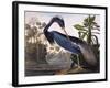 Louisiana Heron-John James Audubon-Framed Giclee Print