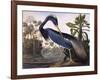 Louisiana Heron-John James Audubon-Framed Giclee Print