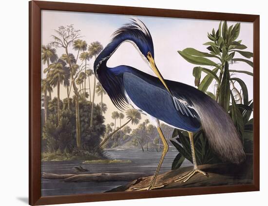 Louisiana Heron-John James Audubon-Framed Giclee Print